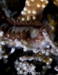 Bristle Worms are abundant at Blue Heron Bridge in Rivier... by Jeri Curley 